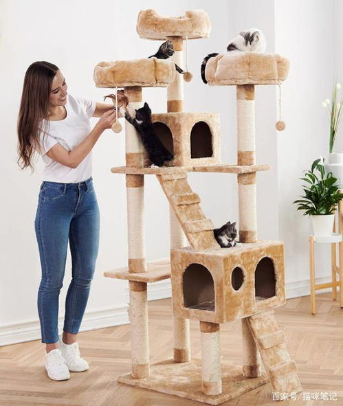 给猫咪一个快乐天地 如何挑选可爱又实用的猫爬架