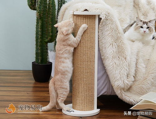 猫爬架选购指南 聪明主人如何挑选猫抓柱与猫爬架